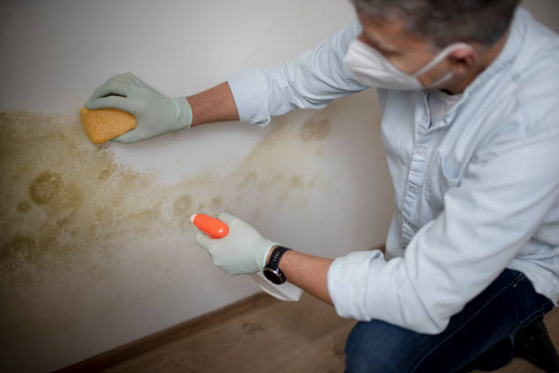 Best DIY Mold Remediation Support Services in Charlevoix, MI