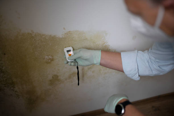 Best Insurance-Related Mold Remediation in Charlevoix, MI