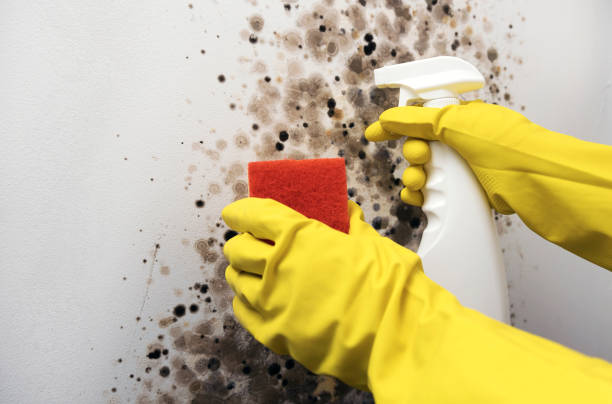 Best Residential Mold Remediation in Charlevoix, MI