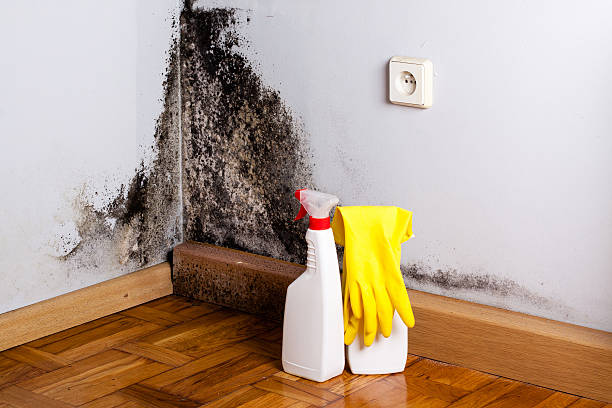Professional Mold Remediation in Charlevoix, MI
